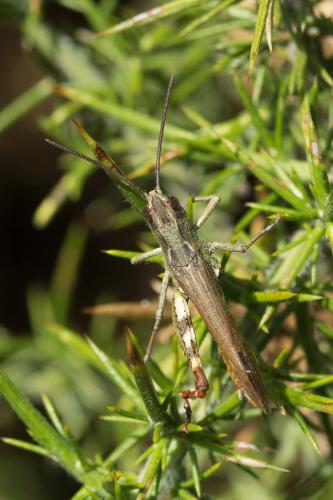 Chorthippus armoricanus
